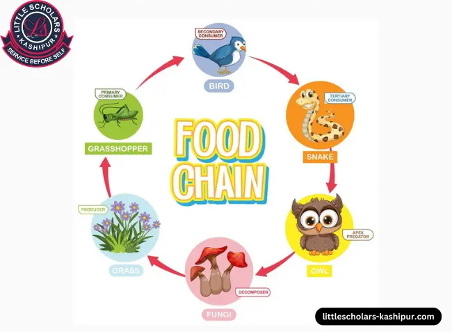 food chain diagram